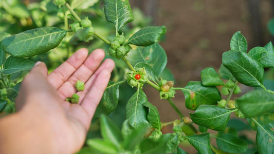 Ashwagandha: Descubre la raíz de la serenidad en un mundo agitado