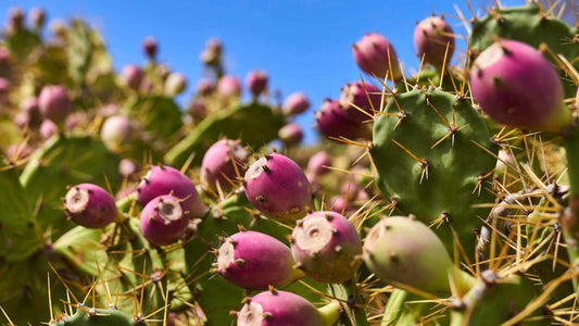 El tuno indio canario: Un complemento nutricional repleto de beneficios