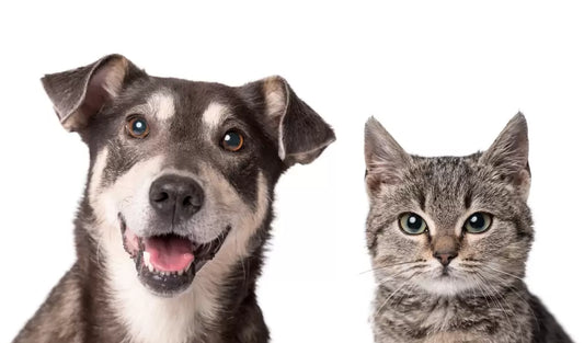 Suplementos naturales para animales: una opción saludable y eficaz