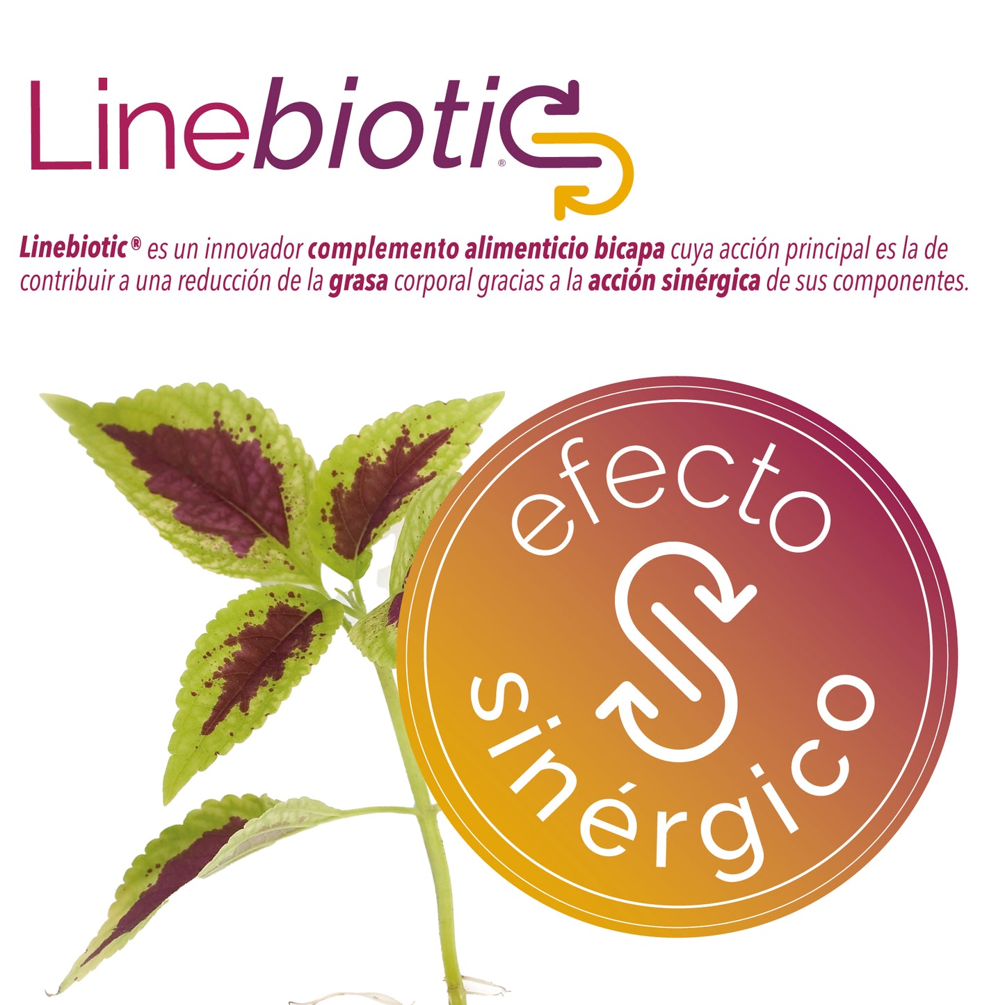 TRIESTOP LINEBIOTICS BICAPA - 60 COMPRIMIDOS