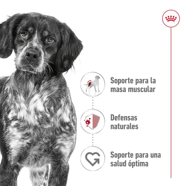 Royal Canin Puppy Medium - 4 kg pienso para perros