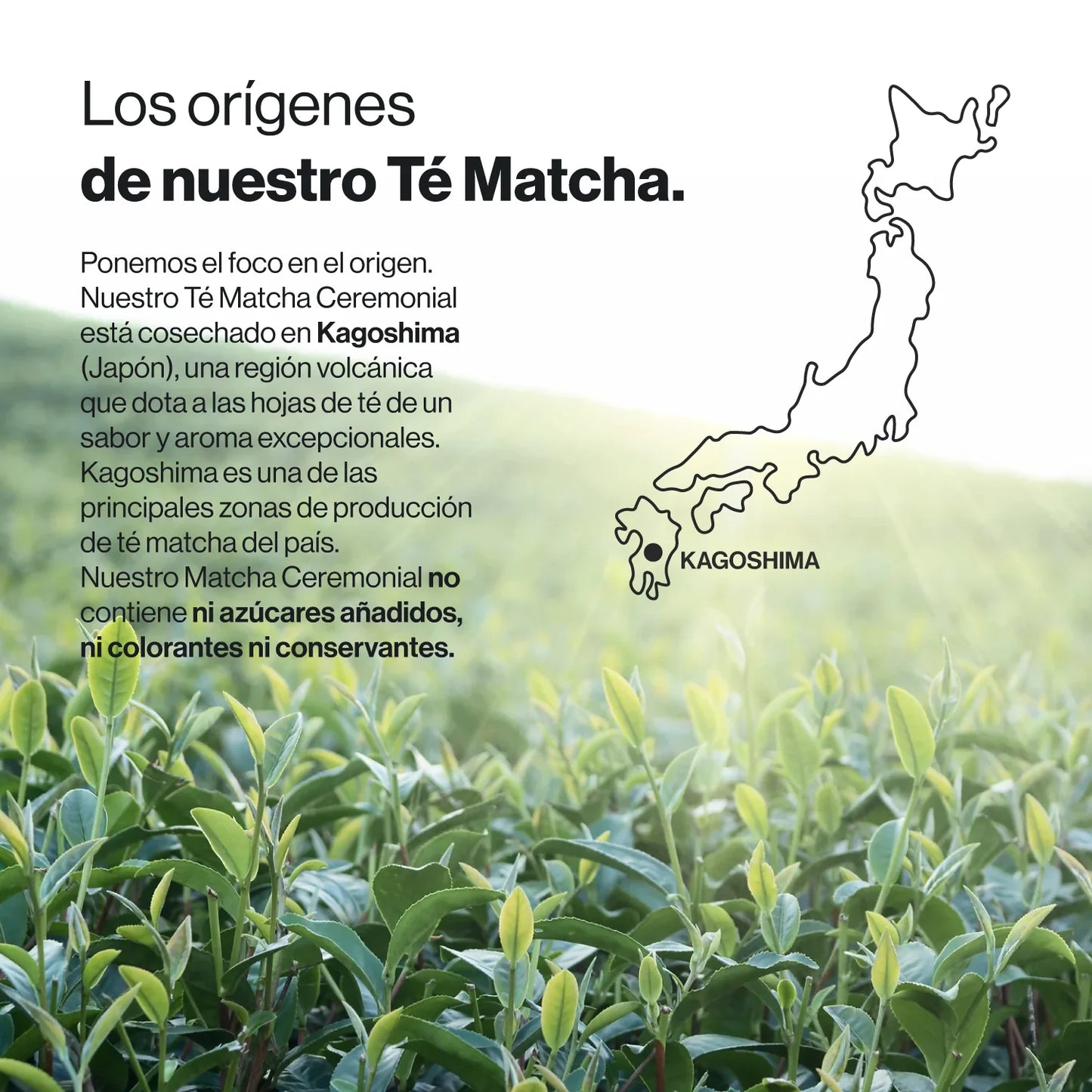 Té Matcha Japonés Ecológico Grado Ceremonial - 80 g